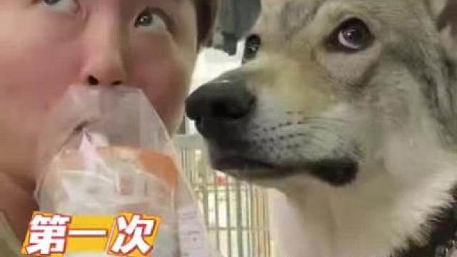 这个博主太逗了，我果断关注他了（女当家）