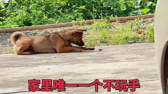 你看它那个傻样，真的能看住家吗？