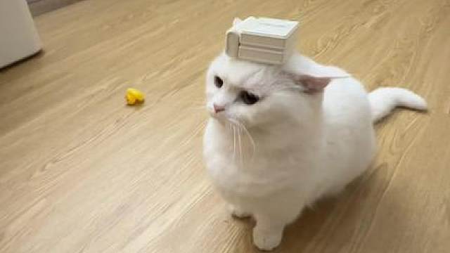 小猫能顶半边天！