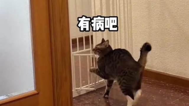 完蛋我被奶狗包围了