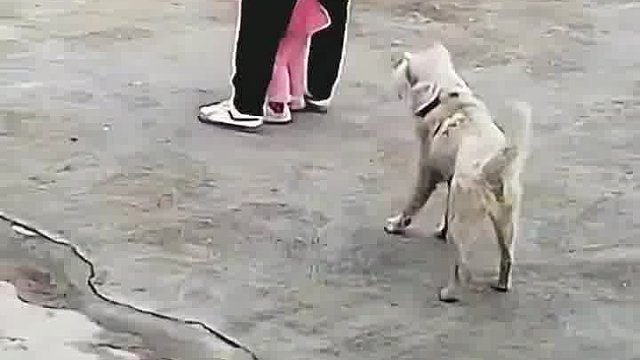 老铁们说这狗该怎么处理呢？