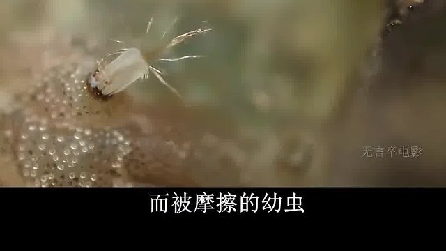 萤火虫幼时凶残食肉，毒素极高专吃蜗牛，成年才食素第3集