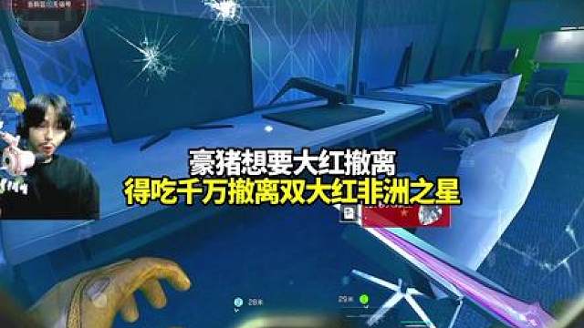 恭喜豪猪得吃千万撤离非洲之星