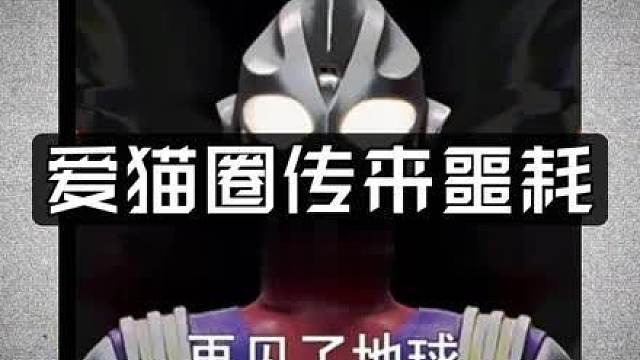 所以爱猫人士能救救小猫吗