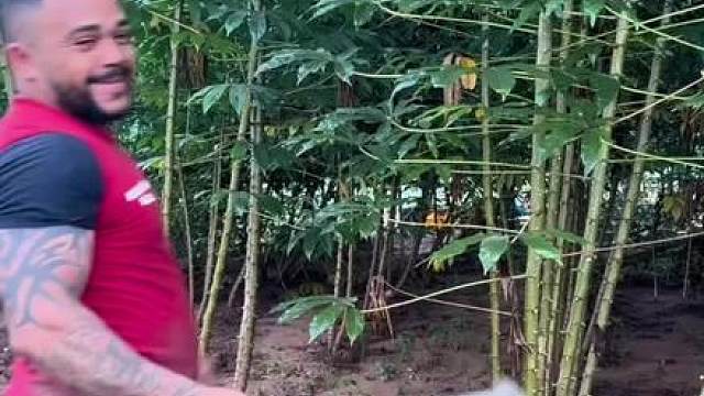 （补档）木薯介绍
