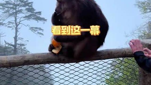 终于知道为什么有些猴子害怕人类了（Cr：橘子moma）