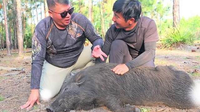 探索美国第2集： 佛罗里达狩猎大野猪，心跳爆表，最后b计划惊险拿下