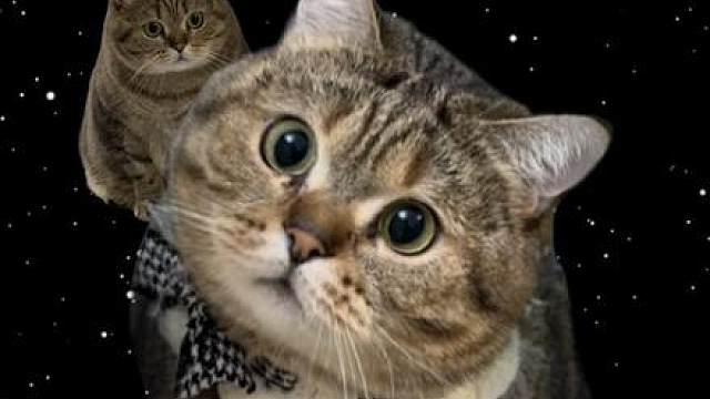 顶级憨喵蹦蹦 ゚