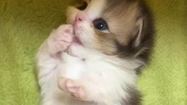 睡醒舔手手