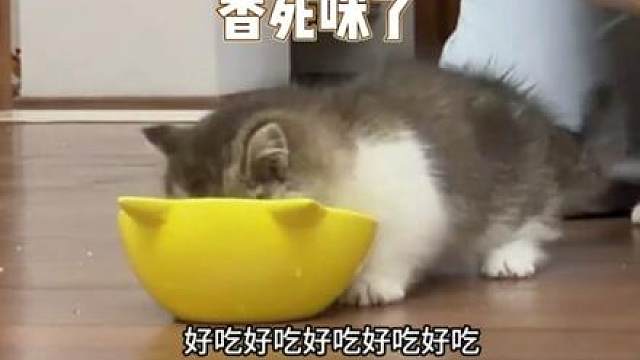小猫：好险差点饿死 （博主：邦邦妈妈(帮帮妈妈)）