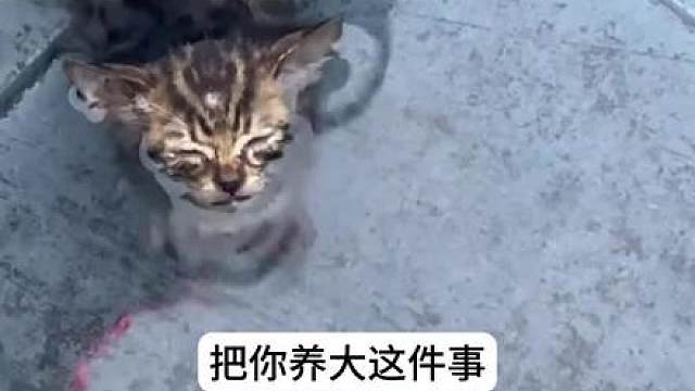 小猫咪能有什么坏心眼