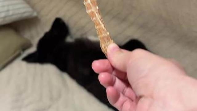 土鸡蛋不语，只是一味的睡觉……