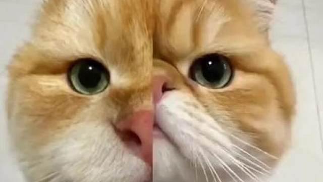 能截出完整猫咪的不超过10人。