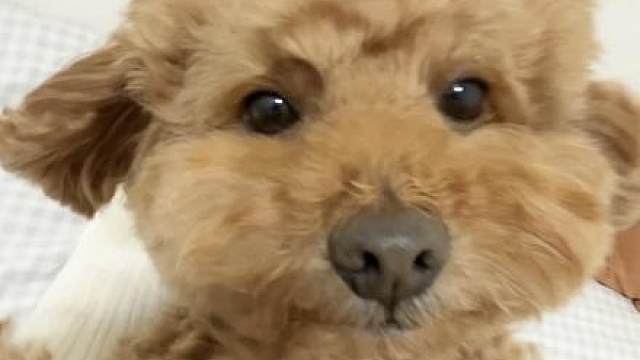 小狗身上有狗毛 16秒有惊喜 bgm