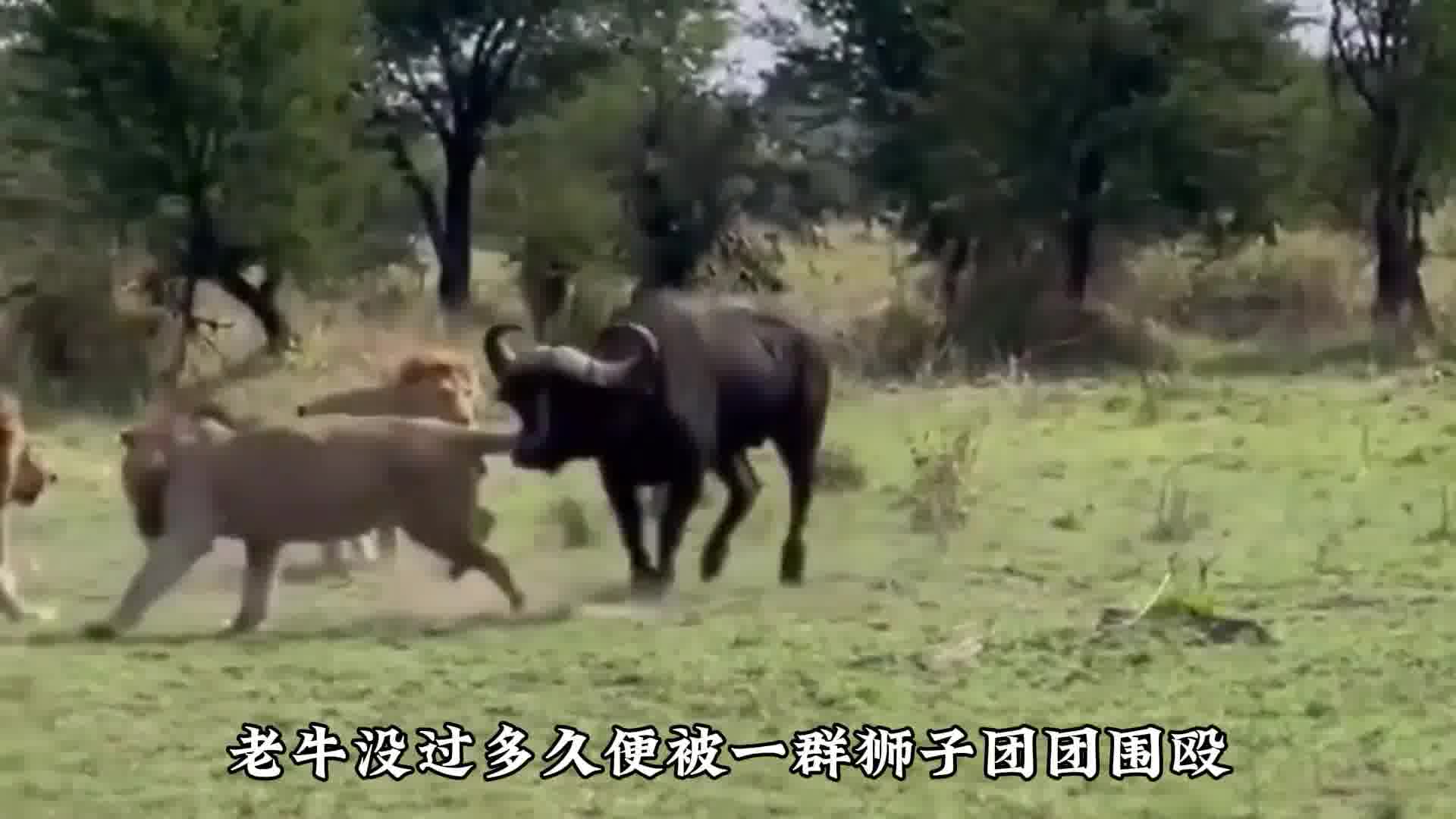 老牛为避免孩子惨遭毒手竟亲自动手，随后对狮子展开报复