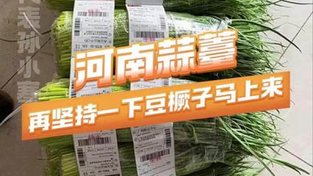 坚持几天豆橛子就来了