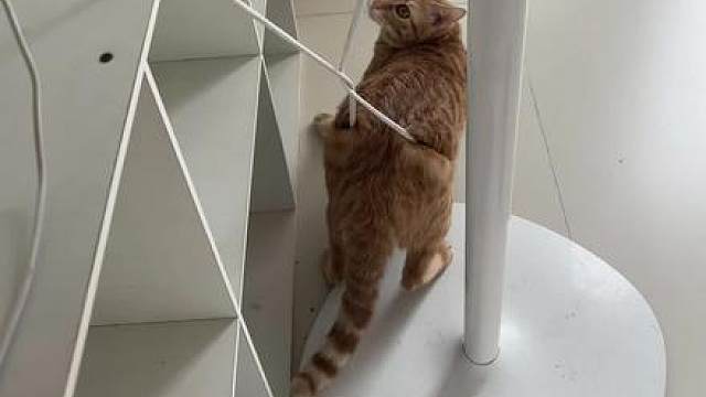 猫咪的迷惑行为