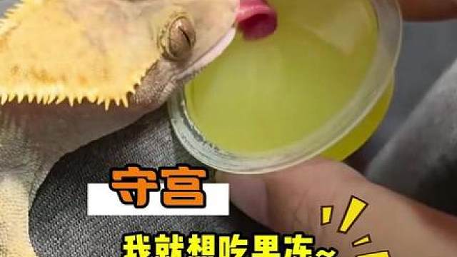 好不容易托个梦，居然就为了舔几口果冻水？