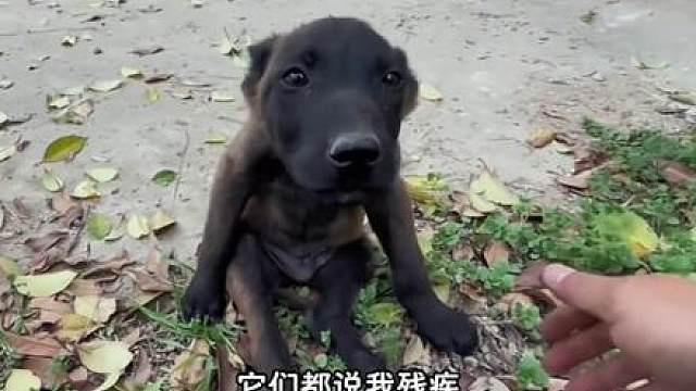 马犬界三大魔丸