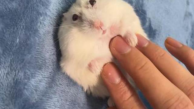 叫哥哥！