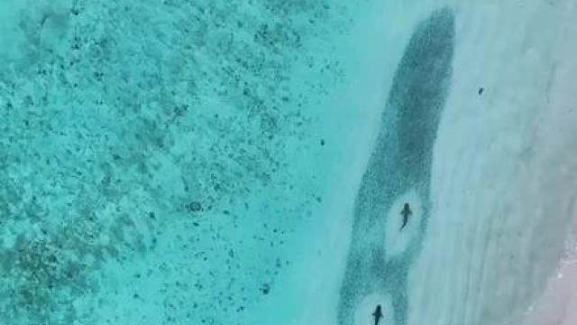 大鱼吃小鱼，小鲨鱼吃小鱼……