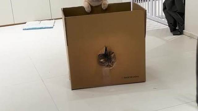 大家帮我看看这猫是咋了啊
