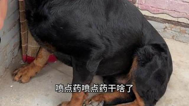 今天推毛口头表扬恩小佐，发自内心的感觉，恩佐比以前稳定多了