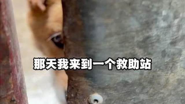 他们都说他是疯子，但他在救2000多条命