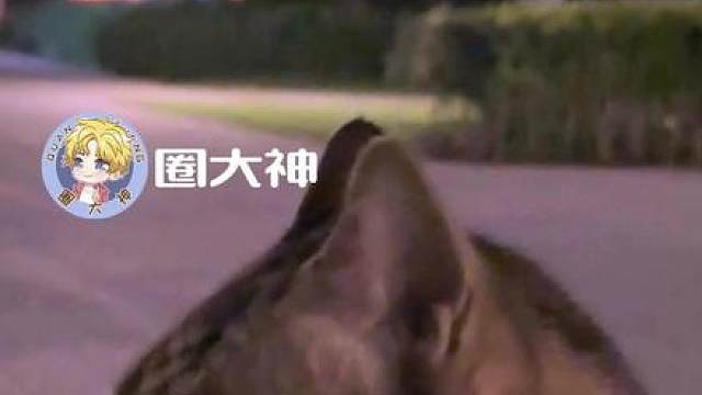 用尽伤猫的话去说