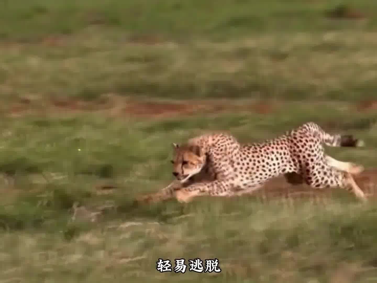 海鸥竟然将野兔活活给吞了，简直太彪悍了