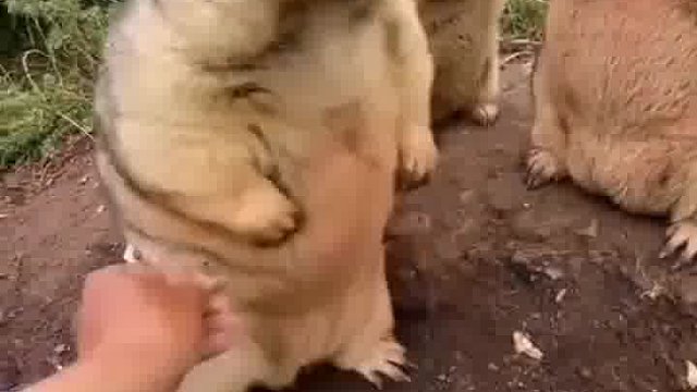 这么自来熟嗷？