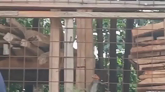 墙头一晃，彩虹鬣蜥立刻冲出来