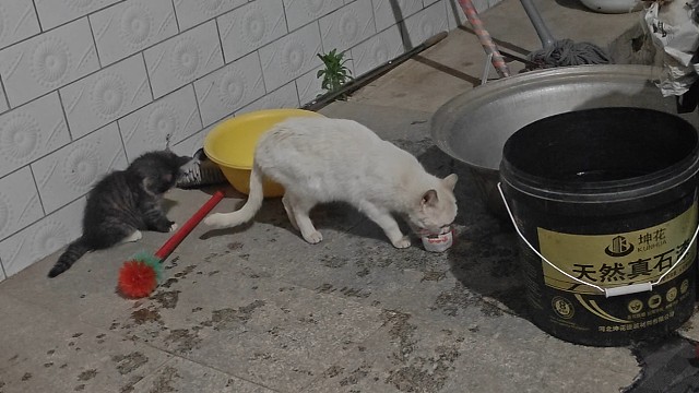 两只小臭猫