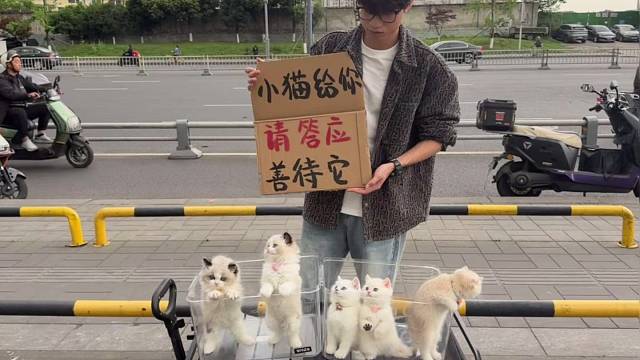 谁在成都啊？自家小猫养不了
