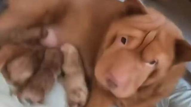母亲节金豆当母亲了