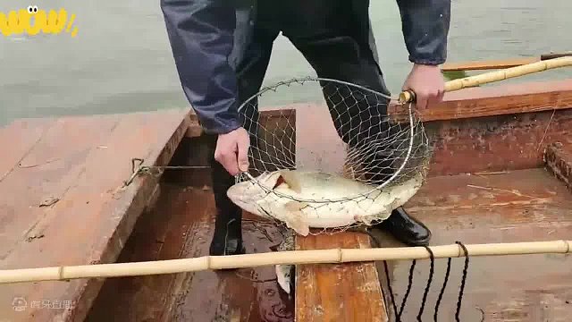 微山湖野生大鳜鱼 一辈子能见几次呢