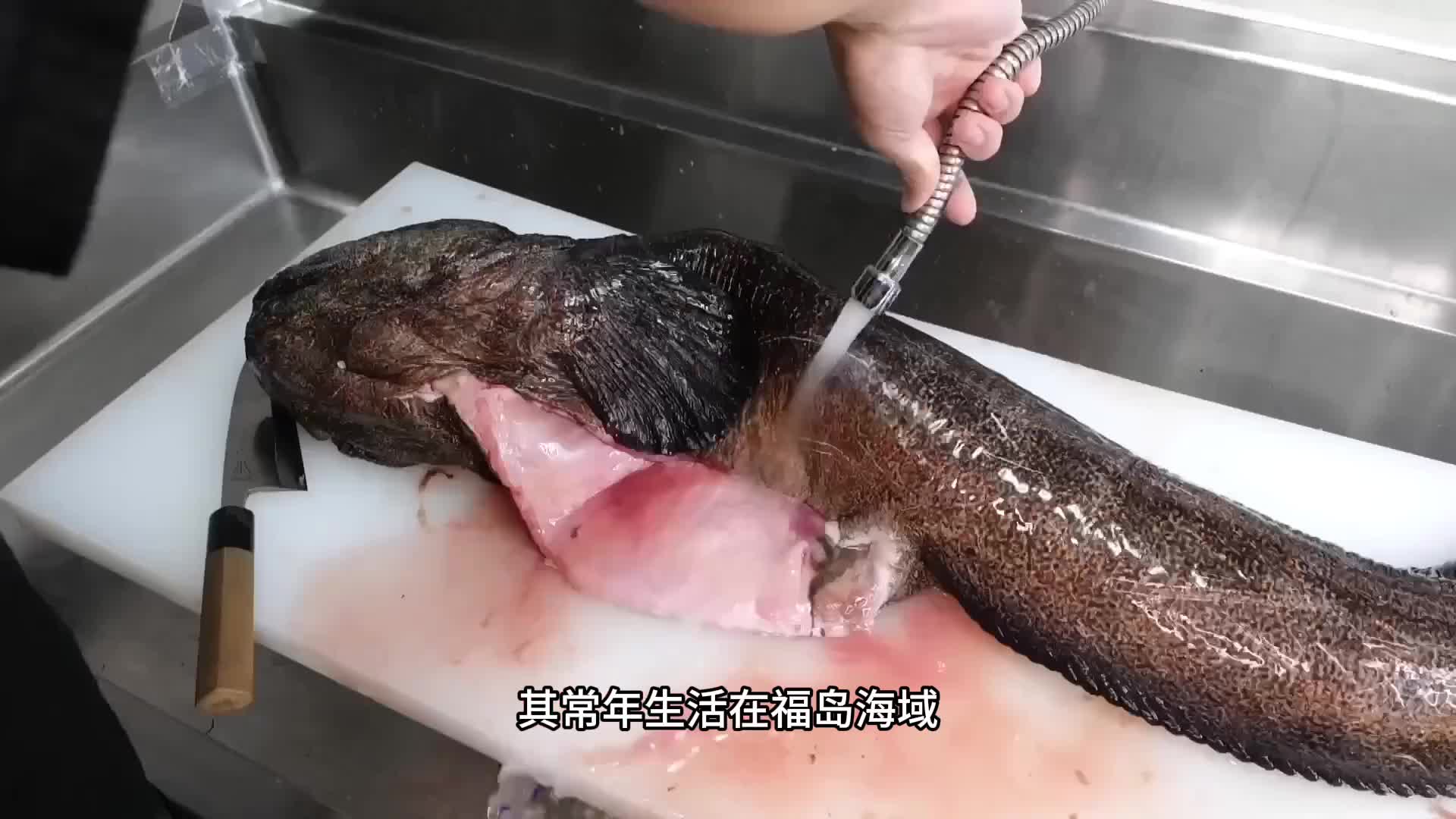 充满核力量的娃娃鱼，刚捕捞上来就要立即处理，然后做成刺身来品尝。