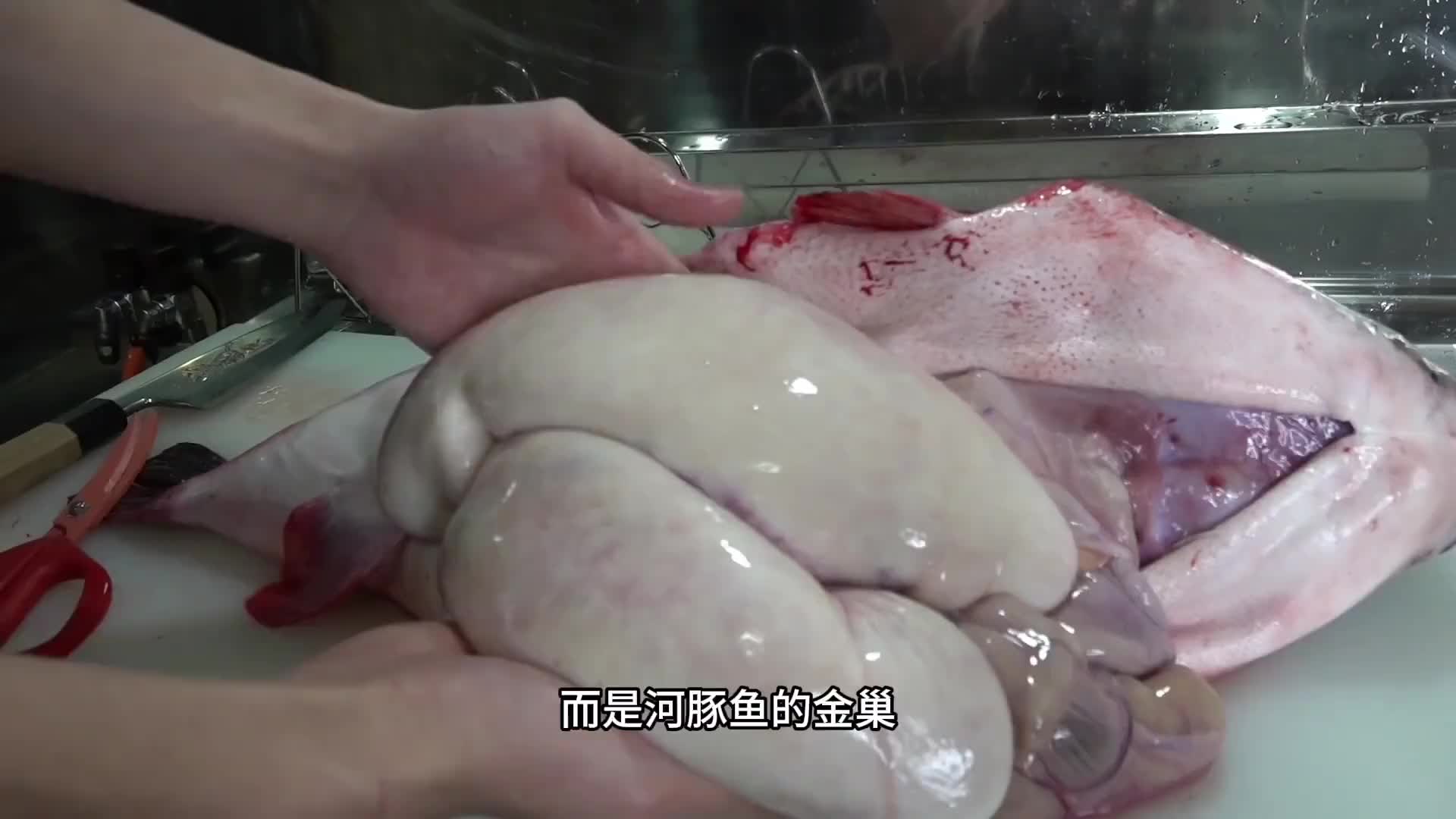 河豚鱼被师傅快速的将鱼肚划开，取出里面的白灼再用来碳烤真的太美味了