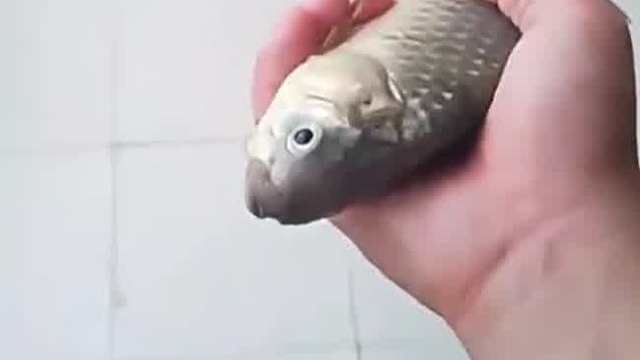 鱼：听我说谢谢你
