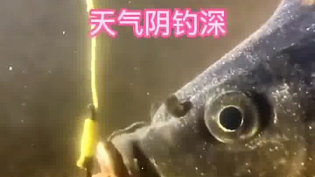 新手钓鱼，按照此方法必爆护！