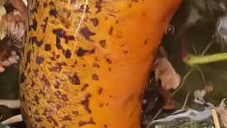 鱔魚：這下跑不掉吧