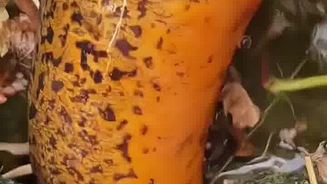 鳝鱼：这下跑不掉吧