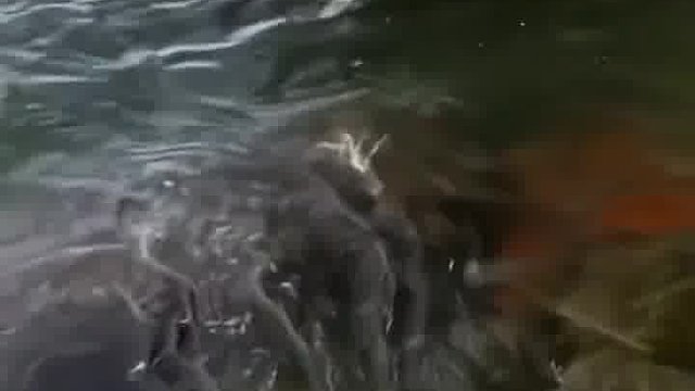 不要来这边钓鱼了，没鱼的！