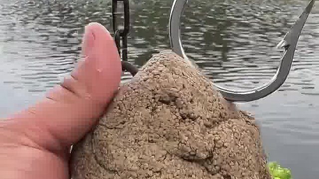 继续挑战百斤鲢鱼
