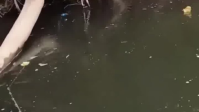 鲤鱼王河道单杀盖欧卡