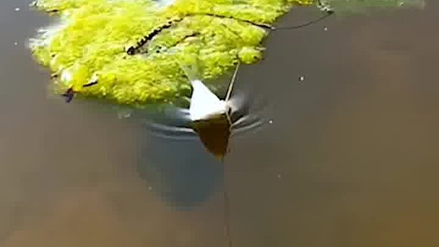 这该死的压迫感，居然让一条鱼吓到了