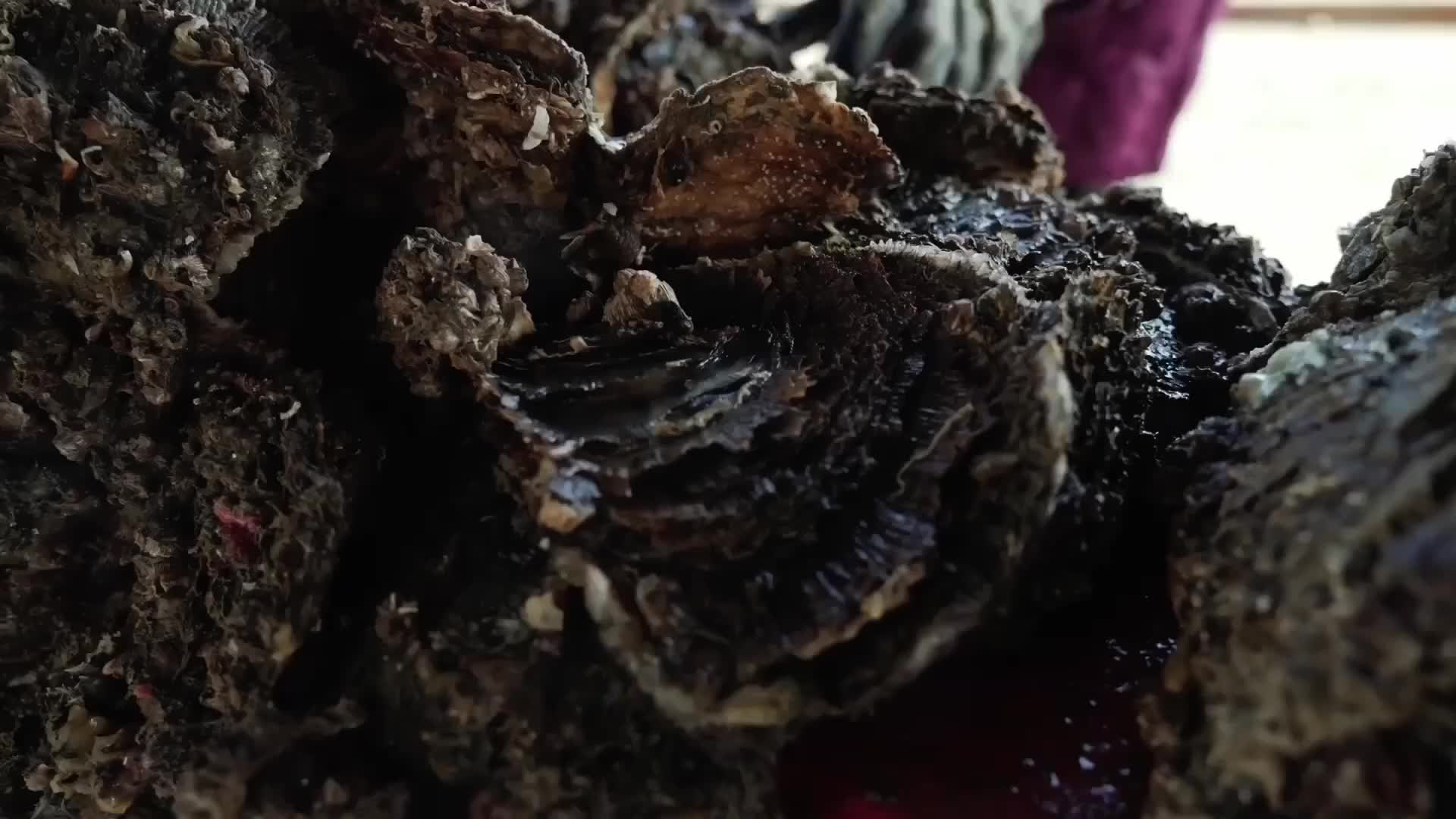 生长在船底里的未必都是寄生物，也有可能是不可多得的美味