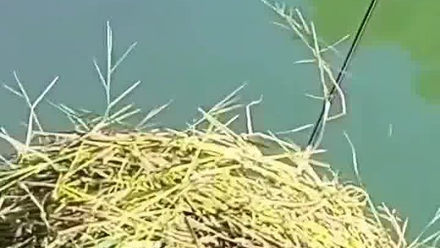 钓个鱼还玩捉迷藏