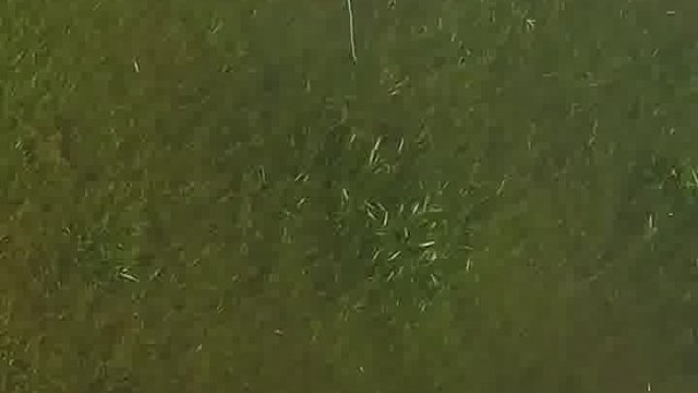 飞钓鲤鱼，这要比台钓瘾大的多