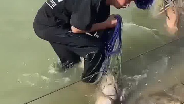 户外撒网，大家说这是大花鲢还是大白鲢？有没有30斤